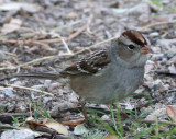 Juvenile white-crowned sparrow