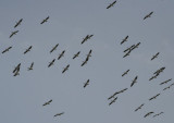 American White Pelicans migrating