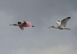 Roseate Spoonbill and White Ibis