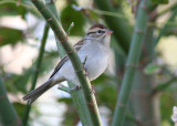 Chipping sparrow