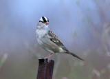 White-crowned sparrow