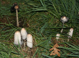 Inky cap mushroom, Illinois