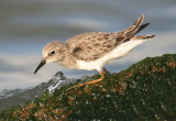 Least Sandpiper