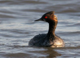 Eared Grebe