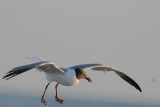 Laughing Gull with Crab