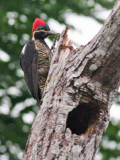 Lineated Woodpecker