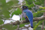 Violaceous Trogon