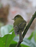 Yellowish Flycatcher