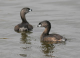 Pied-billed Grebes