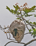 Trogon dining