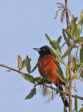 Orchard Oriole