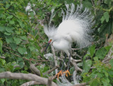 Snowy Egret