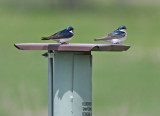 Tree Swallows