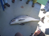 Dead juvenile Harbour Porpoise found floating on the water near Zierikzee / Dode bruinvis drijvend gevonden  bij Zierikzee