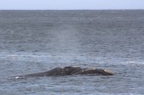 Right Whale III