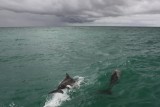 Havisides Dolphins