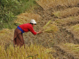 Cutting and Stacking Rice Punakha