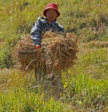 Carrying Rice to Stack