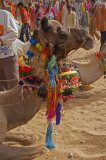 Decorated Camel in Crowd