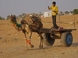 Boy Driving Camel Cart