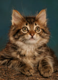 Kitten Looking Up