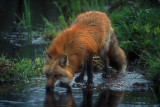 Red Fox Drinking