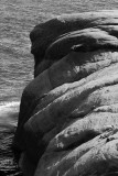P1070967-1 Bouledogue regardant la mer -  les de la Madeleine - Qubec
