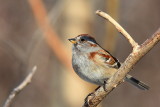 Bruant Hudsonien - American Tree Sparrow  