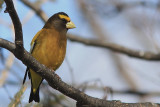 Gros-Bec Errant -  Evening Grosbeak