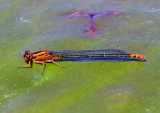 Lilypad Forktail