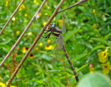 Arrowhead Spiketail