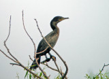 Neotropic Cormorant