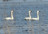 Trumpeter Swans