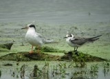 Forsters and Black Terns