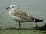 Laughing Gull