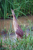 American Bittern