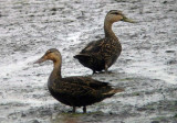 Mottled Ducks