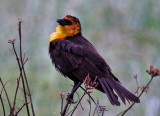 Yellow-headed Blackbird