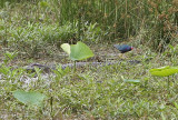 Purple Gallinule Attacking Alligator