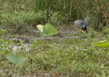 Purple Gallinule Attacking Alligator