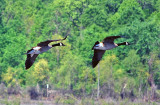 Canada Geese (Giant race)