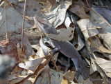 Green Anole