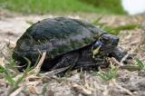 Mississippi Mud Turtle