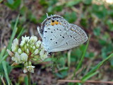 Eastern Tailed-Blue