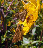 Fiery Skippers