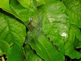 Great Pondhawk