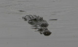 American Alligators Mating