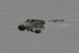 American Alligators Mating