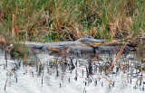 American Alligator