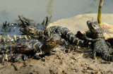 American Alligator hatchlings